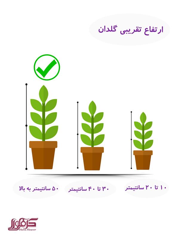 دراسینا کامپکت 619