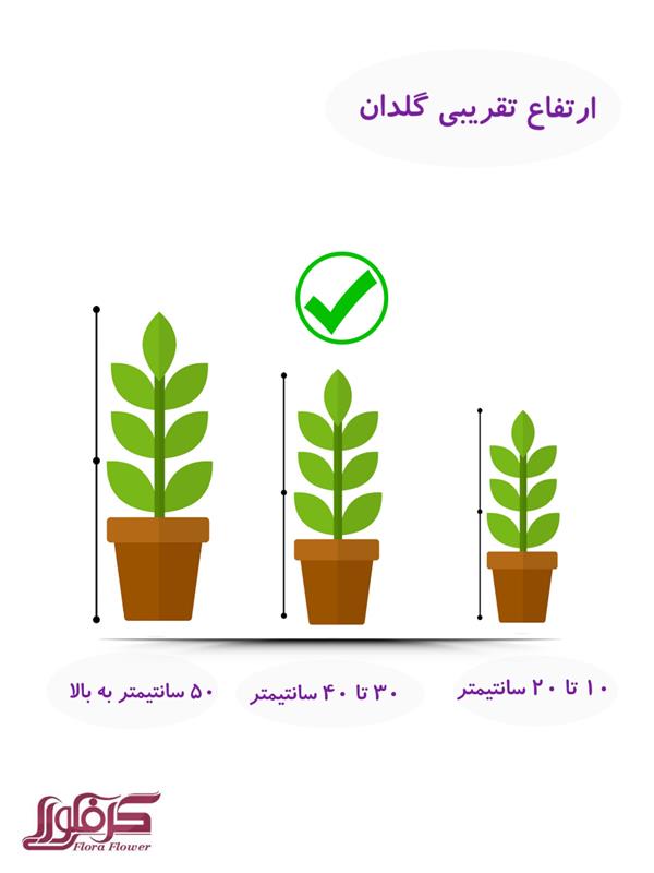 گلدان کراسولا 618